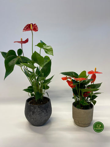 Anthurium rood en wit.